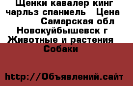 Щенки кавалер кинг чарльз спаниель › Цена ­ 35 000 - Самарская обл., Новокуйбышевск г. Животные и растения » Собаки   